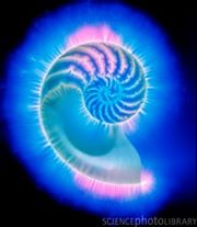Hay que destacar que las técnicas originales de Kirlian se valen del efecto corona, que impresiona la película fotográfica. Son las perturbaciones en esta corona las que dan información del estado vital (o flujos de energía, si lo hay) del objeto o el ser vivo. En el caso de las cámaras actuales desconozco aún los principios que utilizan, por lo que no sacaré conclusiones técnicas al respecto, salvo que gente sensible de confianza manifiesta coincidir con lo que muestran estas cámaras.